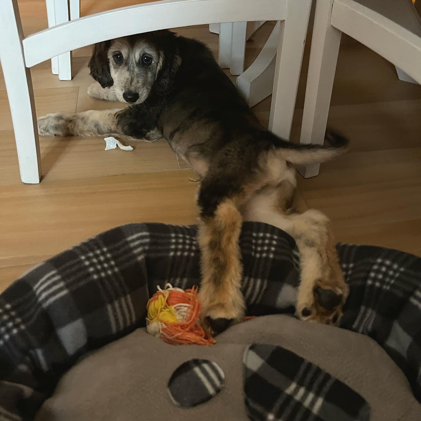 Afghanischer Windhund Welpe von Kato Welpen