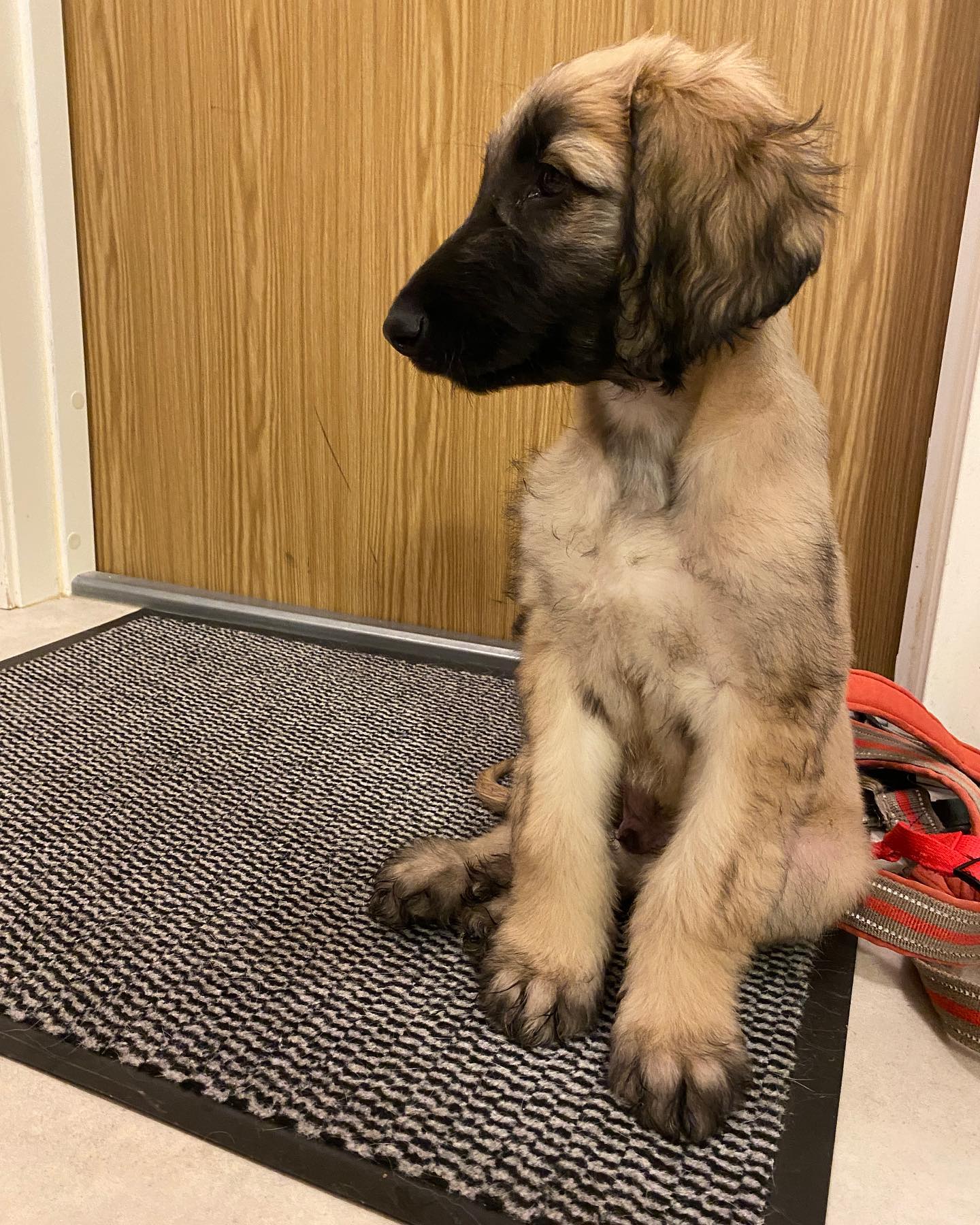 Afghanischer Windhund Welpe von Kato Welpen