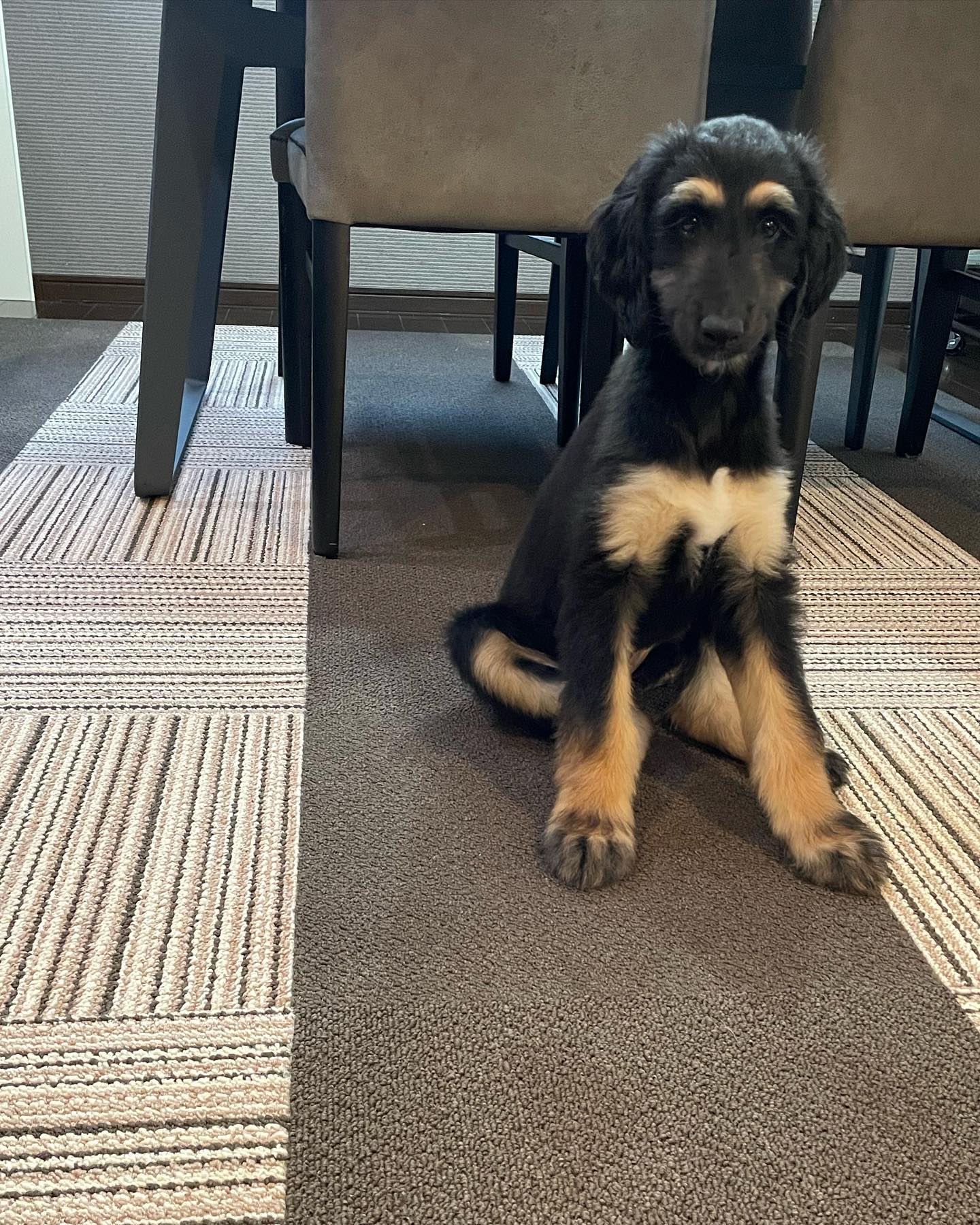 Afghanischer Windhund Welpe von Kato Welpen