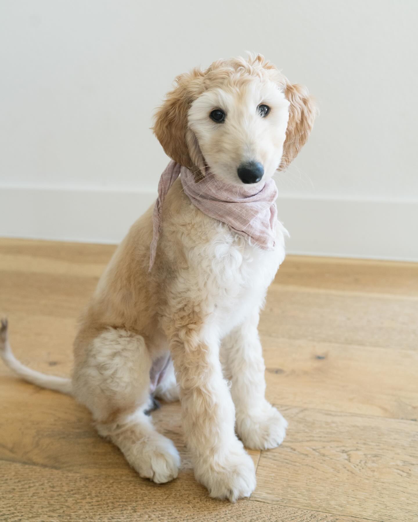 Rooon, Afghanischer Windhund Welpe