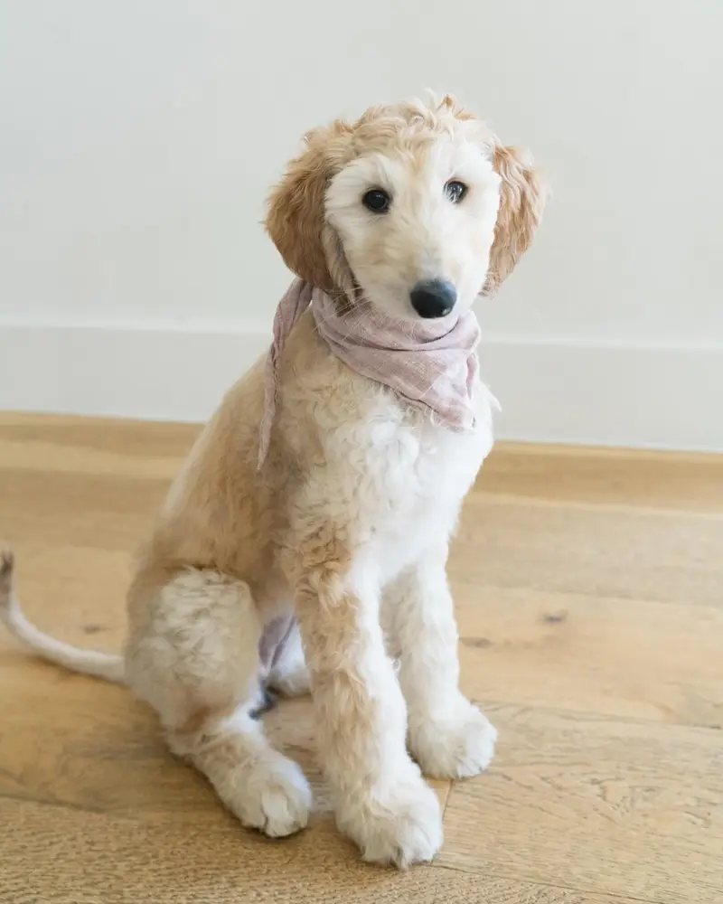 Rooon, Afghanischer Windhund Welpe