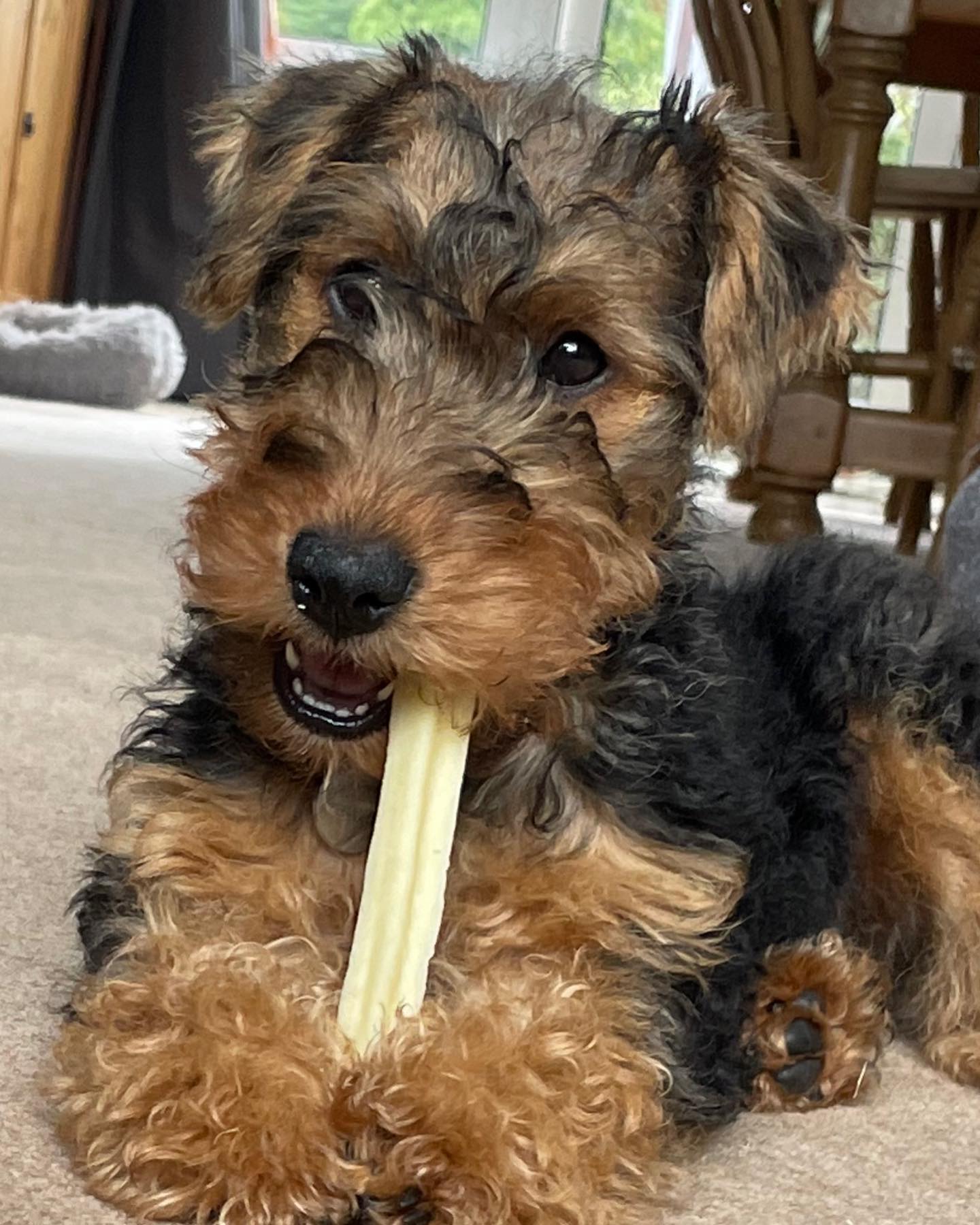 Airedale Terrier Welpe bei Kato Welpen