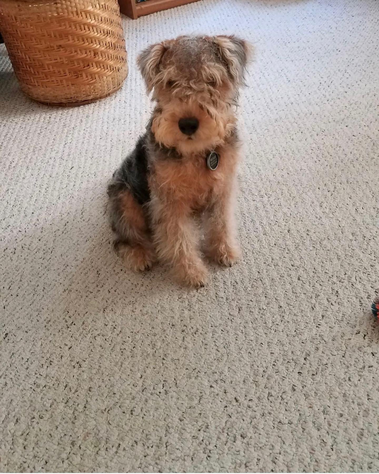 Rina, Airedale Terrier Welpe