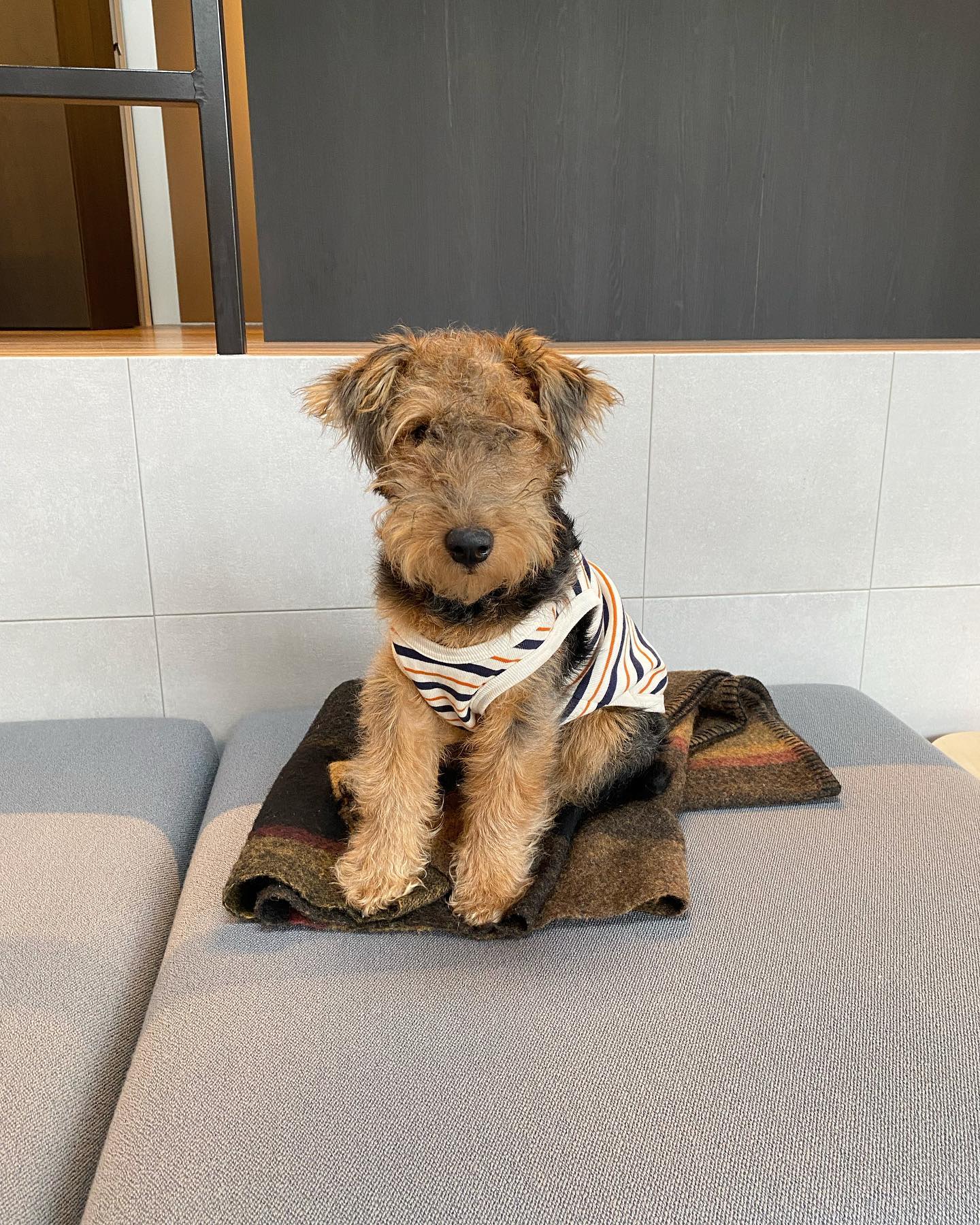 Roddy, Airedale Terrier Welpe