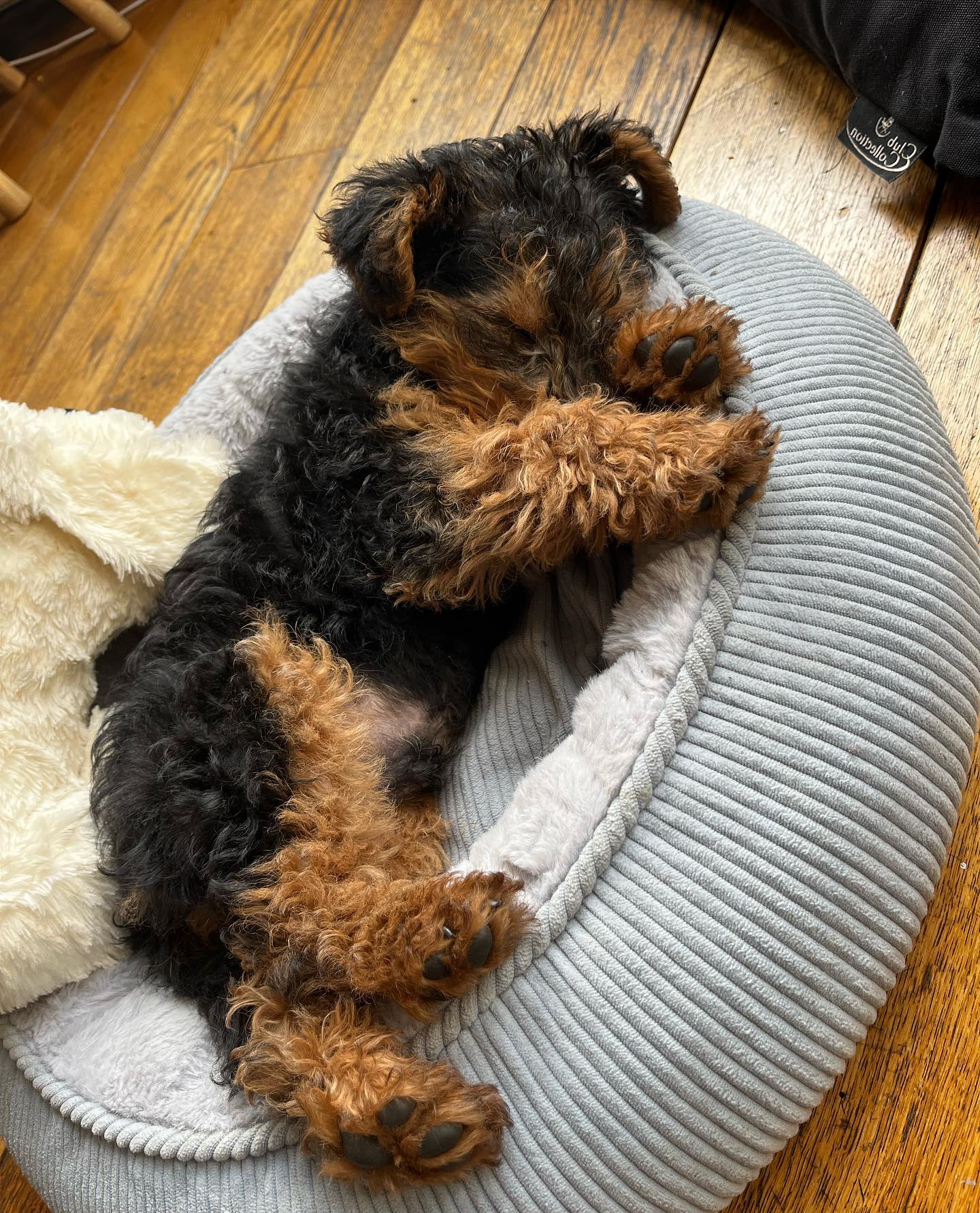 Teddy, Airedale Terrier Welpe