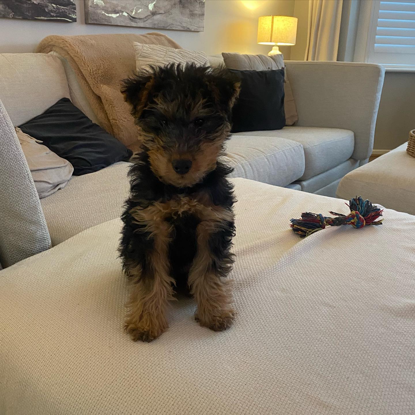 Wilson, Airedale Terrier Welpe