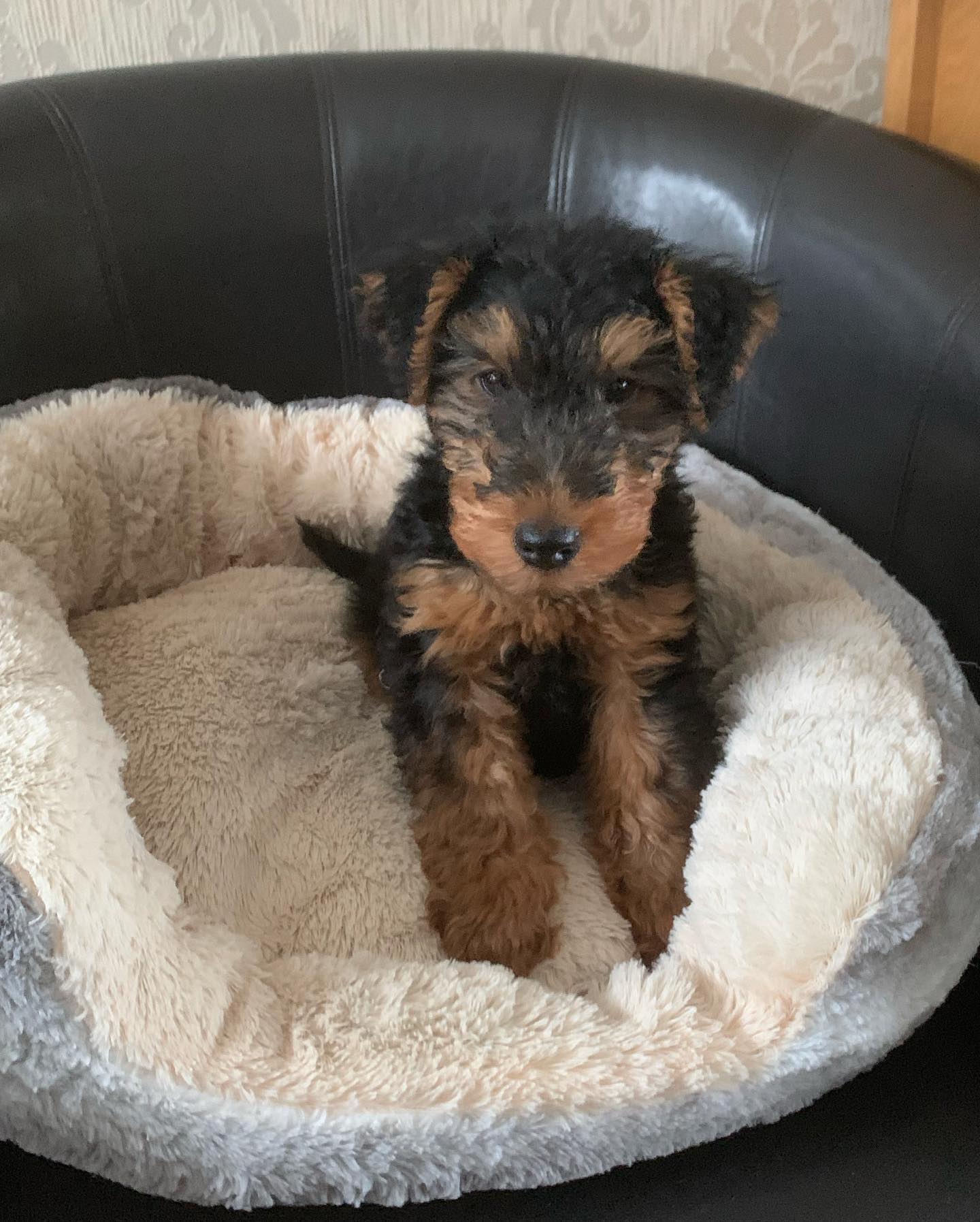 Woody, Airedale Terrier Welpe