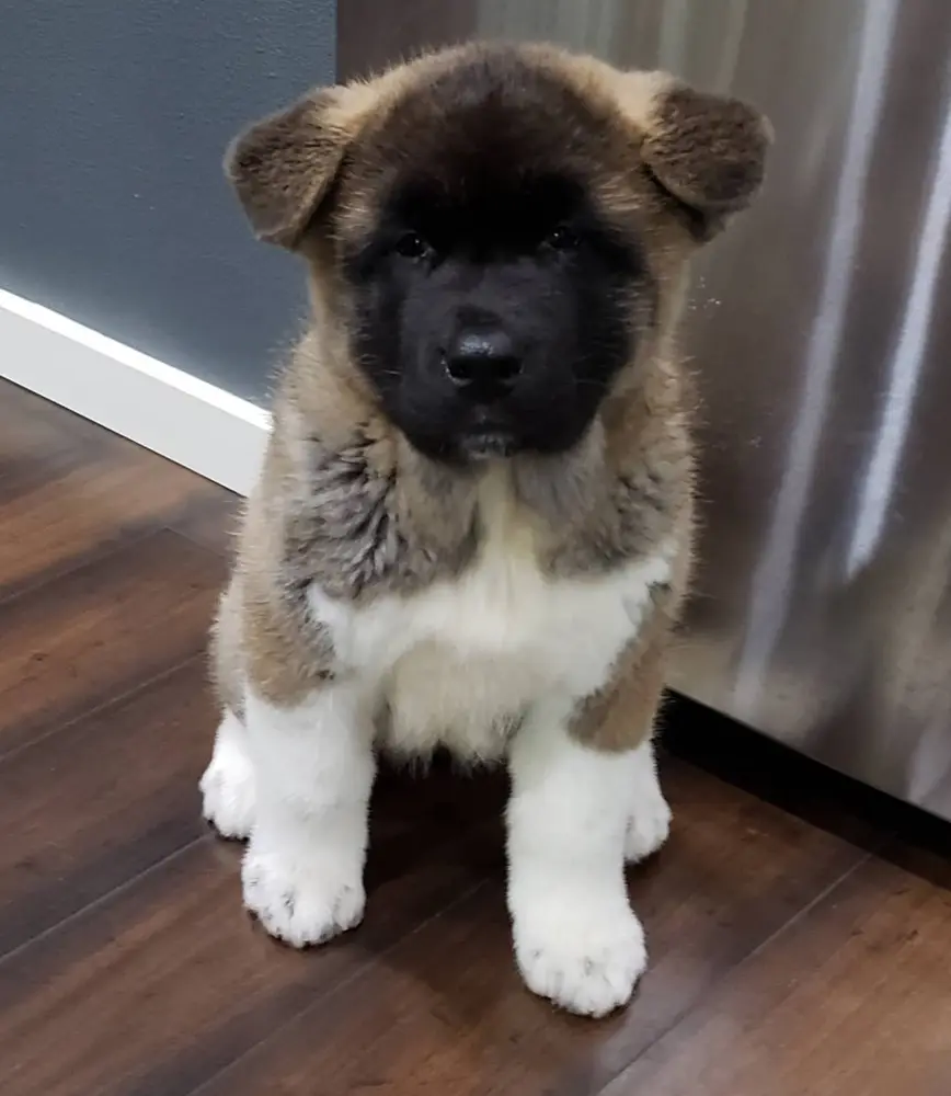 Akita Welpe bei Kato Welpen