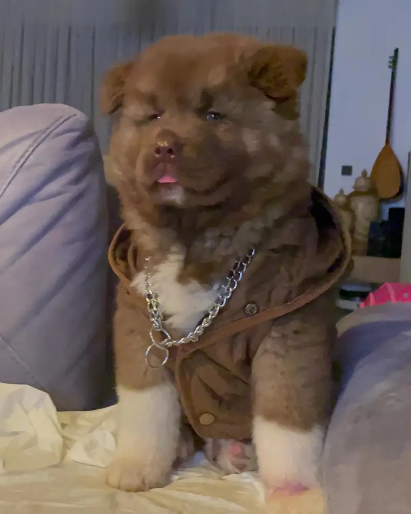 Kelly, Akita Welpe