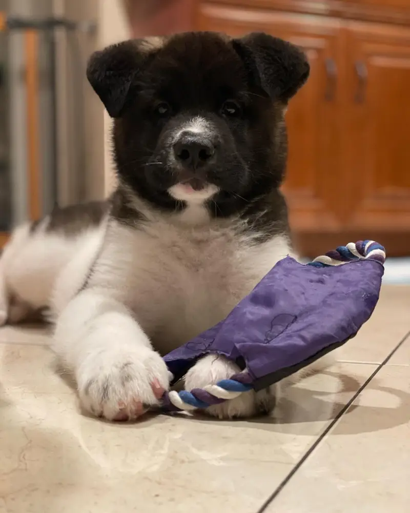 Kuma, Akita Welpe