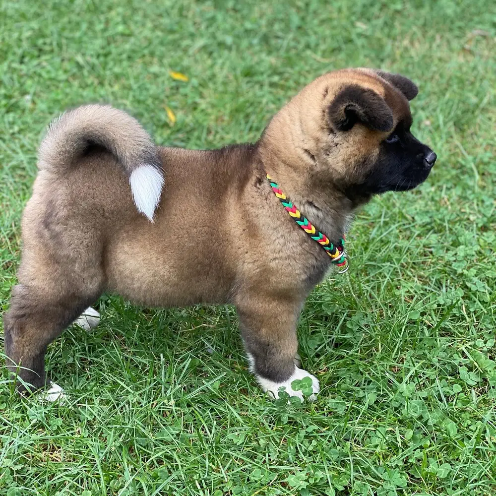 Rayan, Akita Welpe