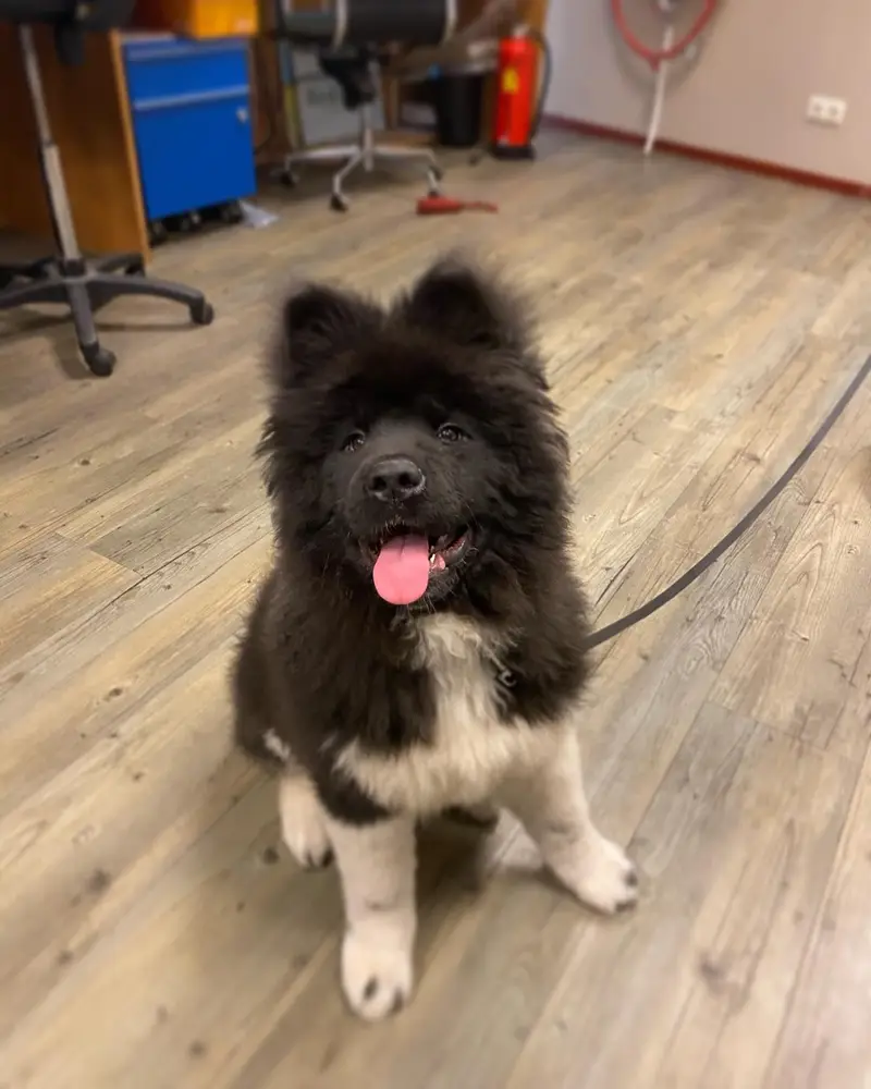 Sem, Akita Welpe