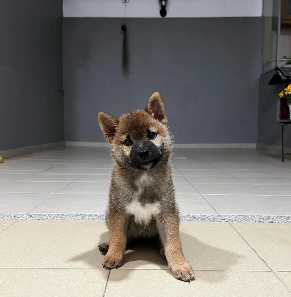 Whisky