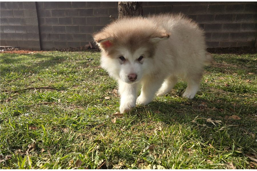 Alaskan Malamute Welpe bei Kato Welpen
