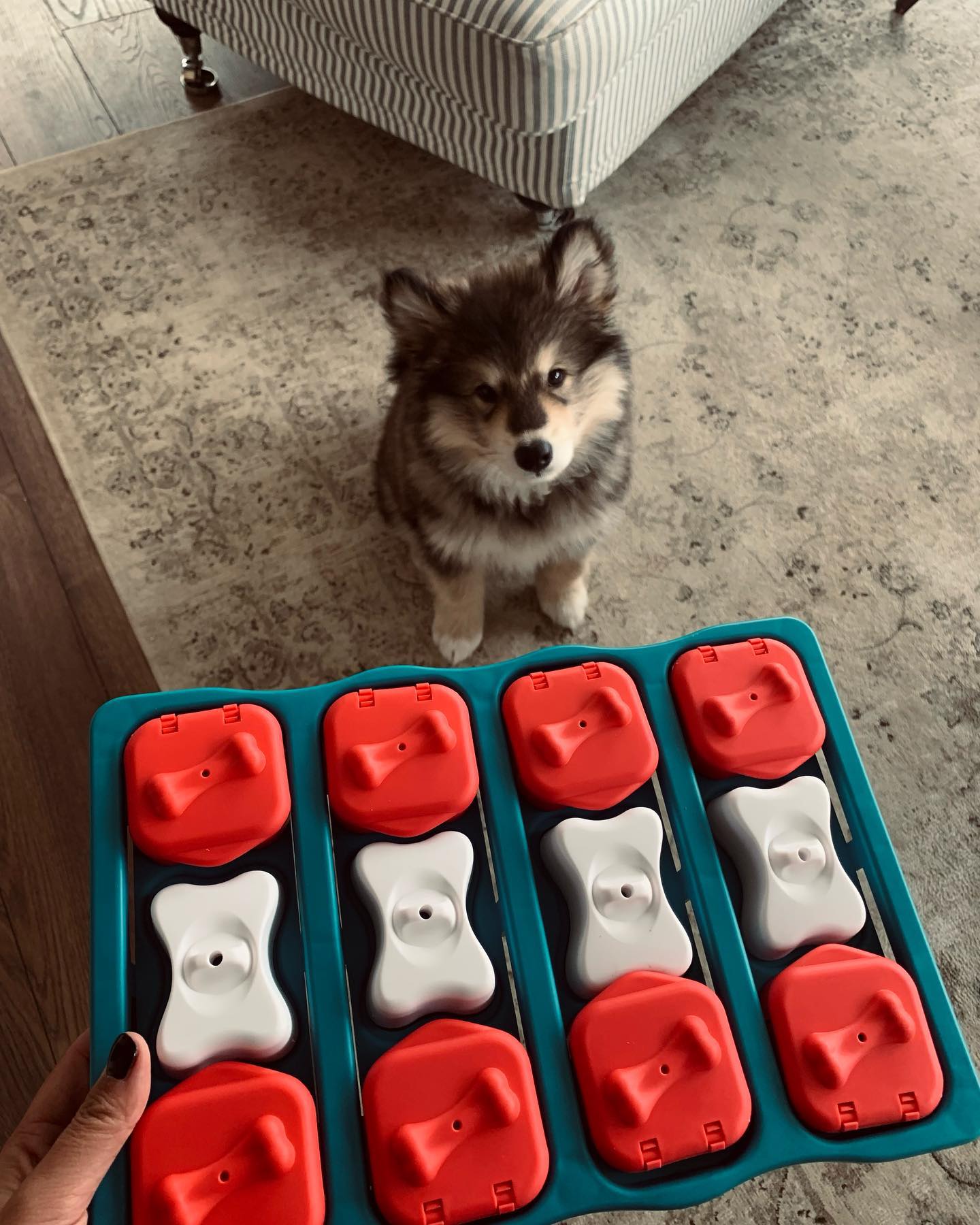 Fendi, Alaskan Malamute Welpe