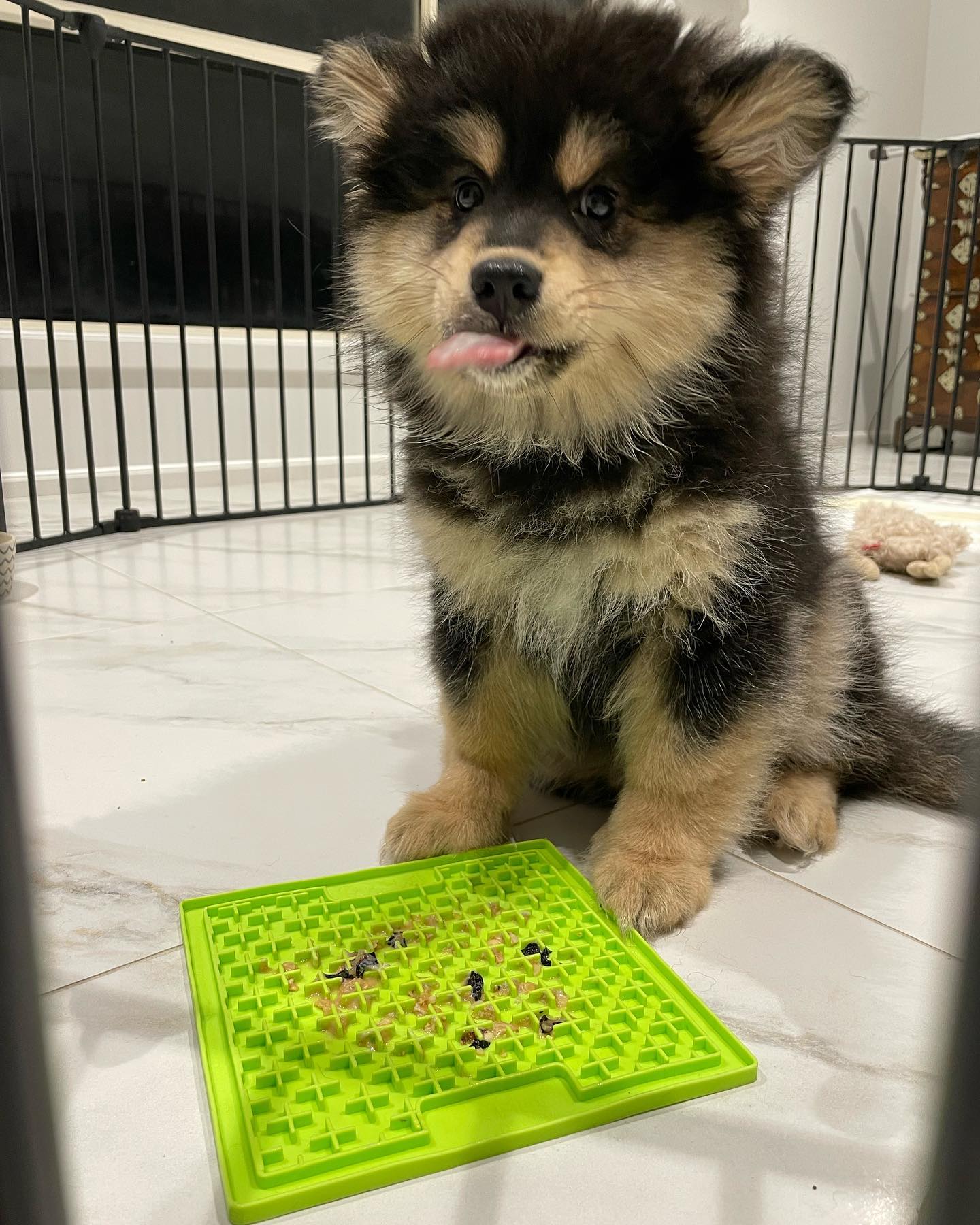 Lia, Alaskan Malamute Welpe