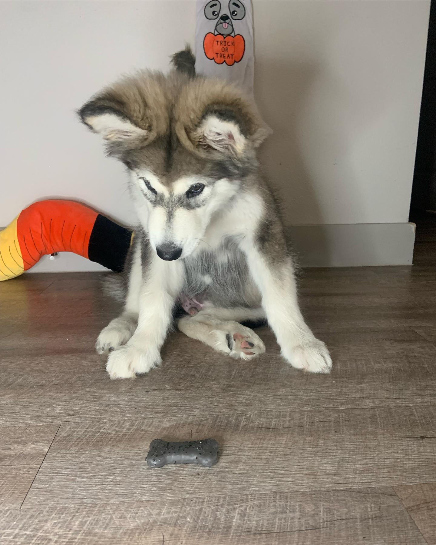 Morty, Alaskan Malamute Welpe