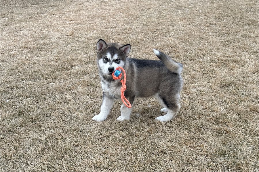 Rhett, Alaskan Malamute Welpe