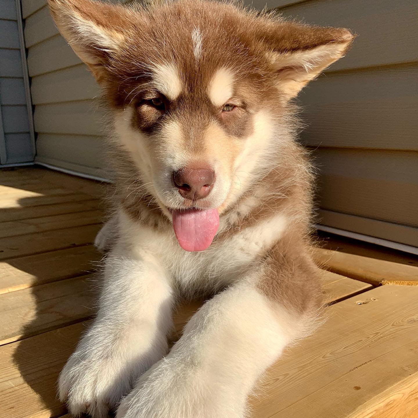Alaskan Malamute Welpe von Kato Welpen