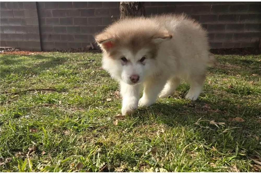 Alaskan Malamute Welpe bei Kato Welpen