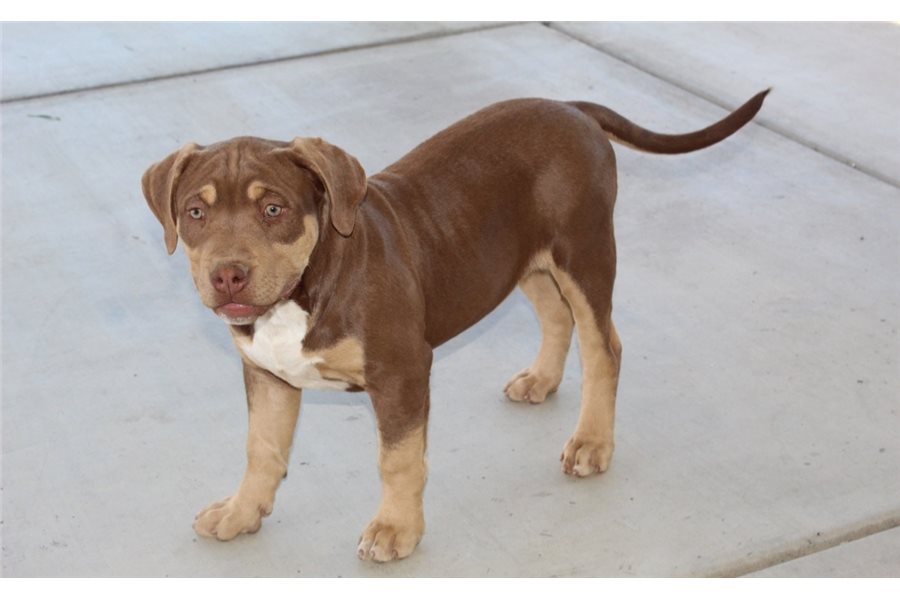 American Bully Welpe bei Kato Welpen