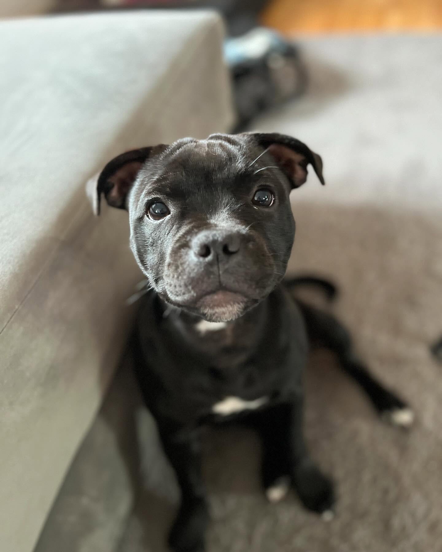American Staffordshire Terrier Welpe bei Kato Welpen