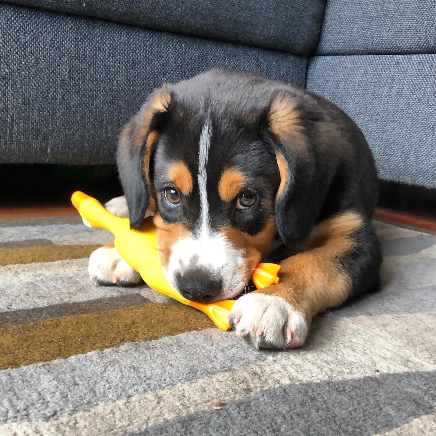 Appenzeller Sennenhund Welpe bei Kato Welpen