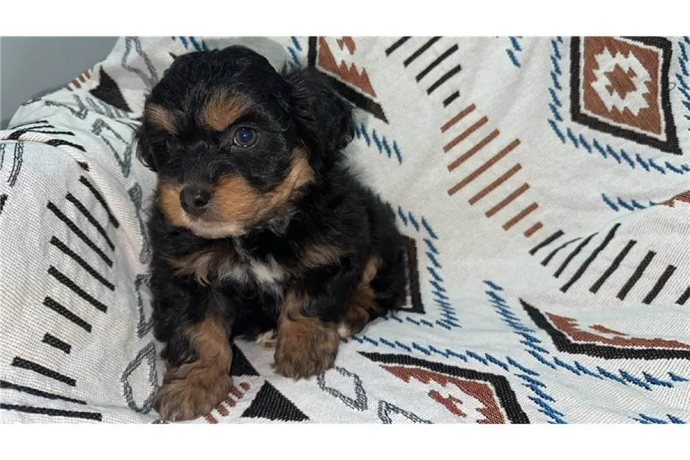 Aussiedoodle Welpe bei Kato Welpen
