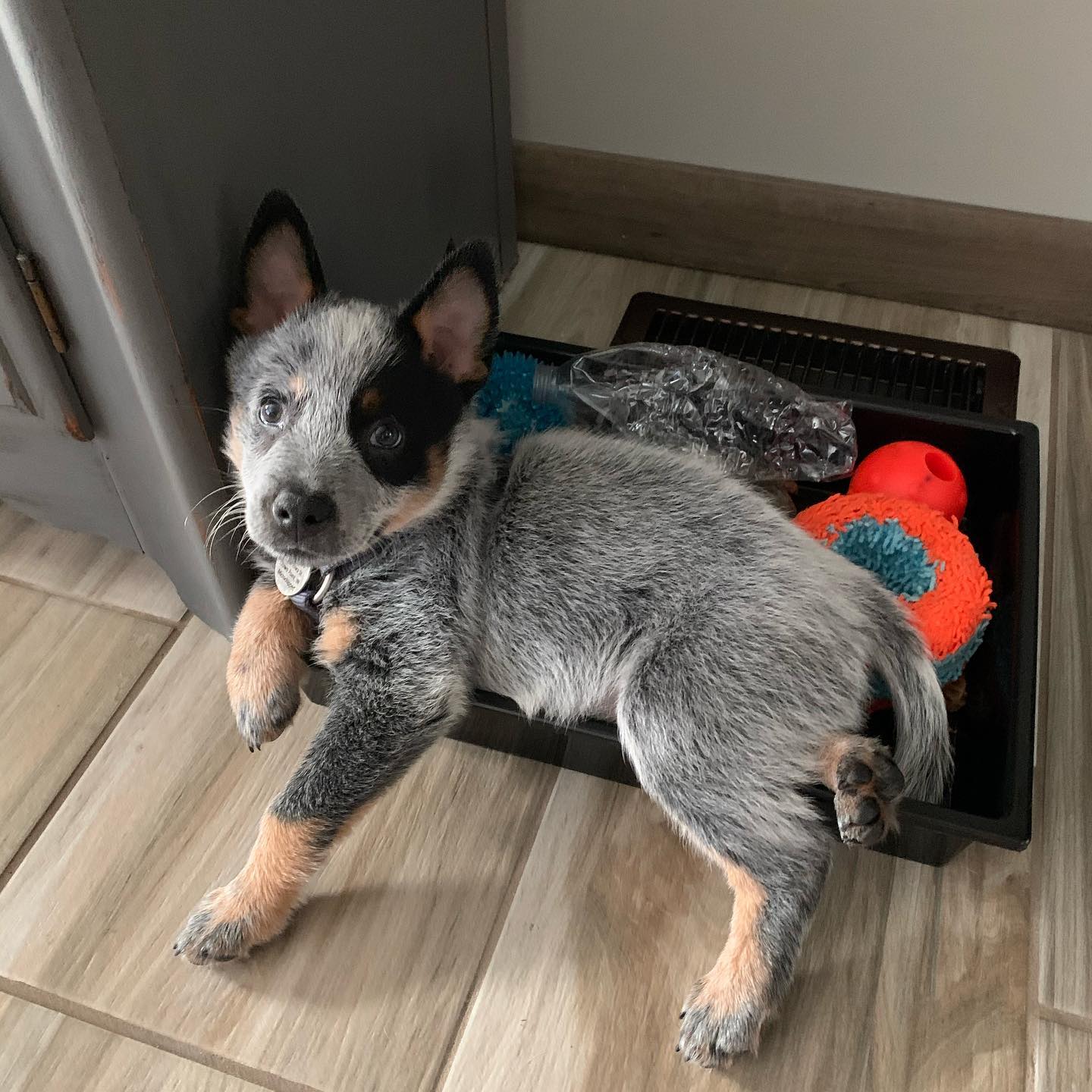 Australian Cattle Dog Welpe bei Kato Welpen