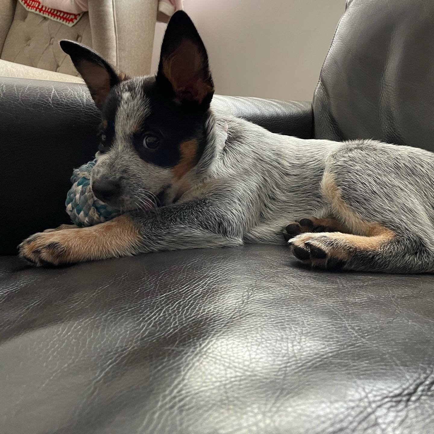 Meli