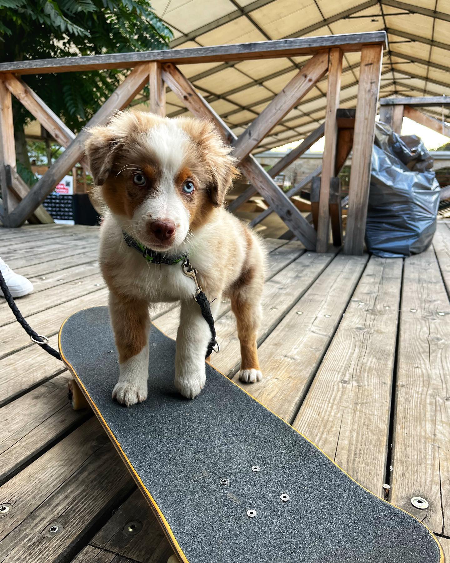 Australian Shepherd Welpe bei Kato Welpen