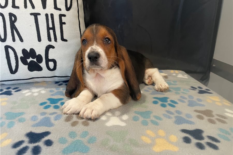 Basset Hound Welpe von Kato Welpen