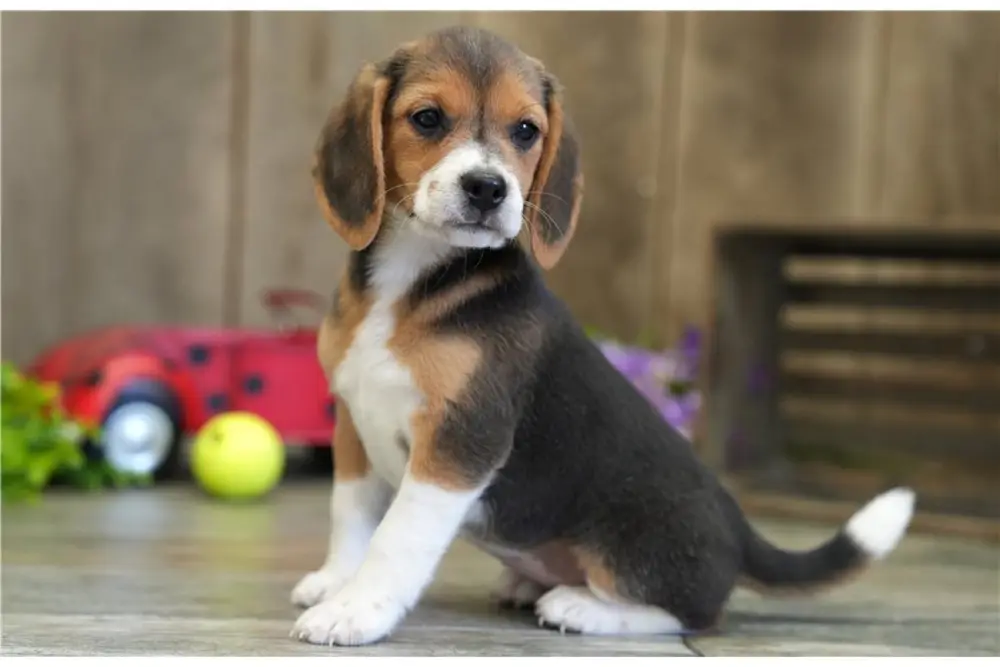 Lulu