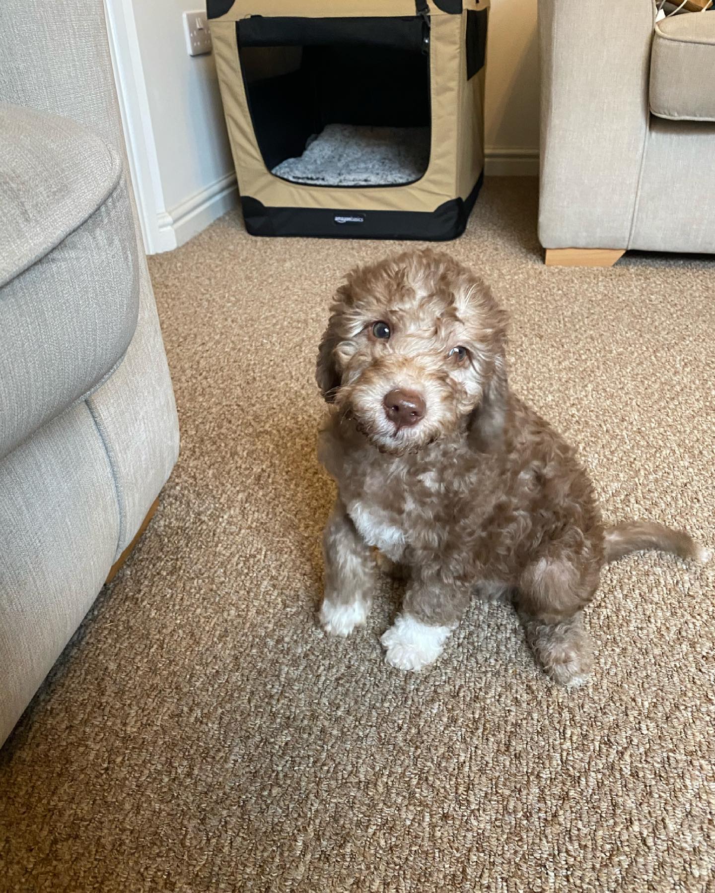 Bedlington Terrier