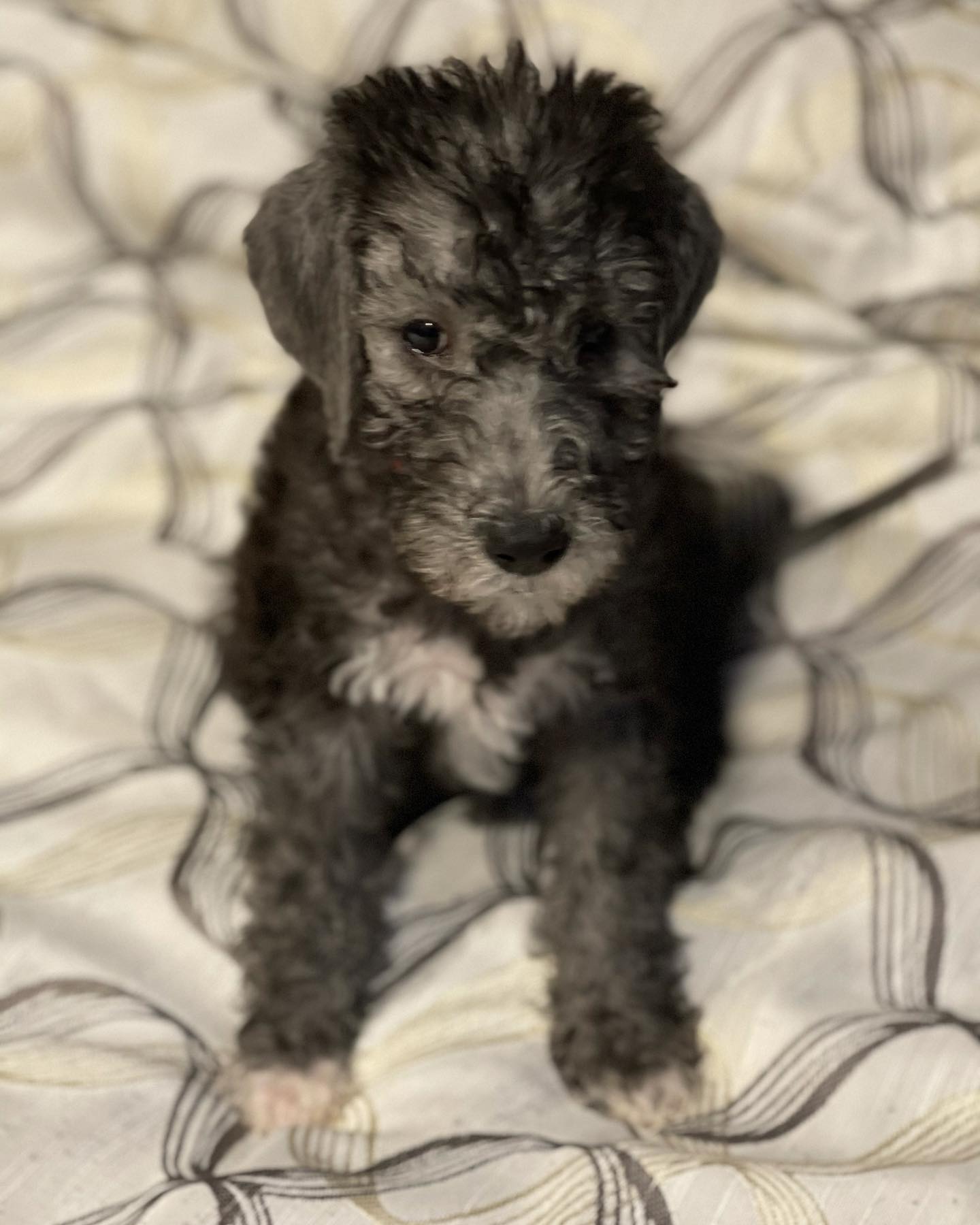 Ony