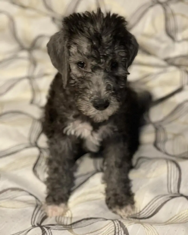 Ony