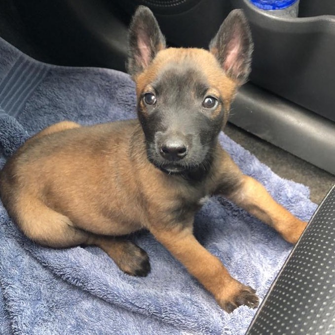 Belgischer Malinois