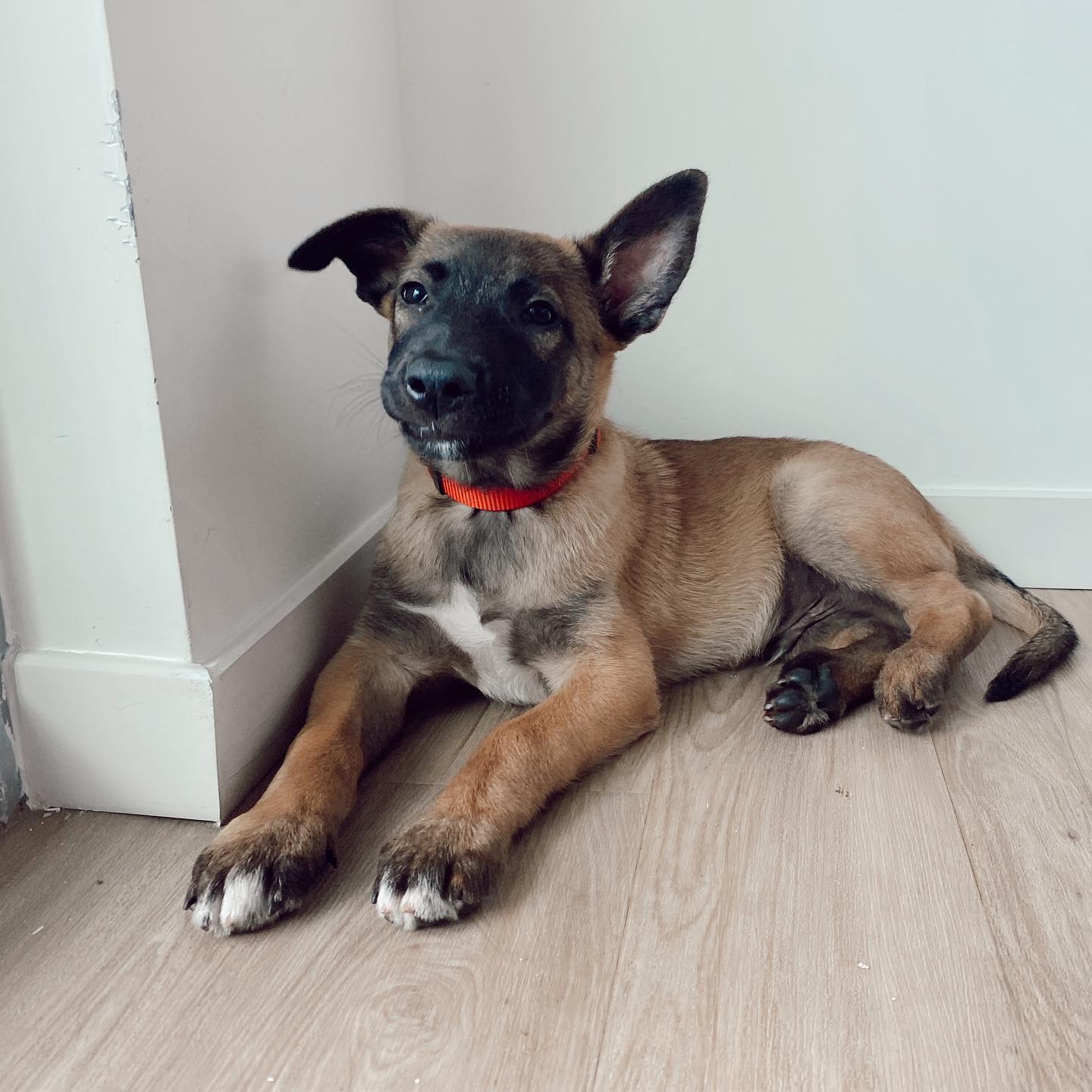 Leo