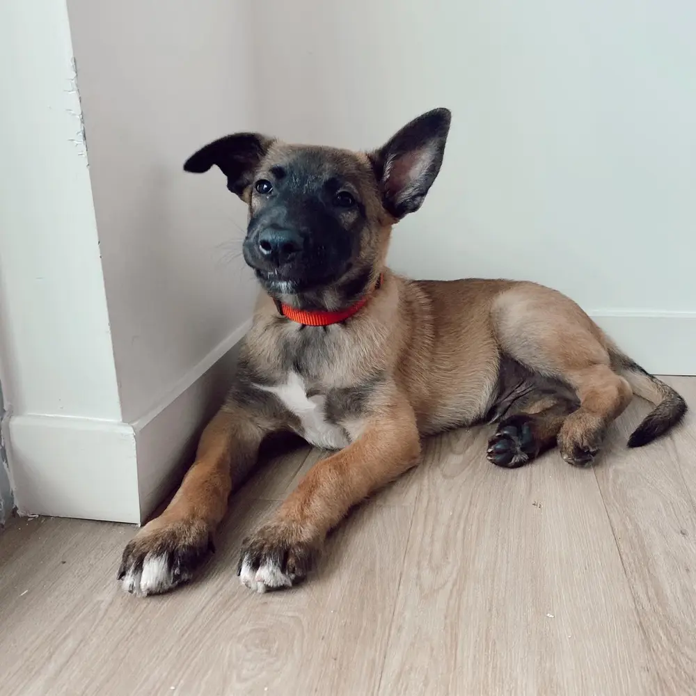 Leo