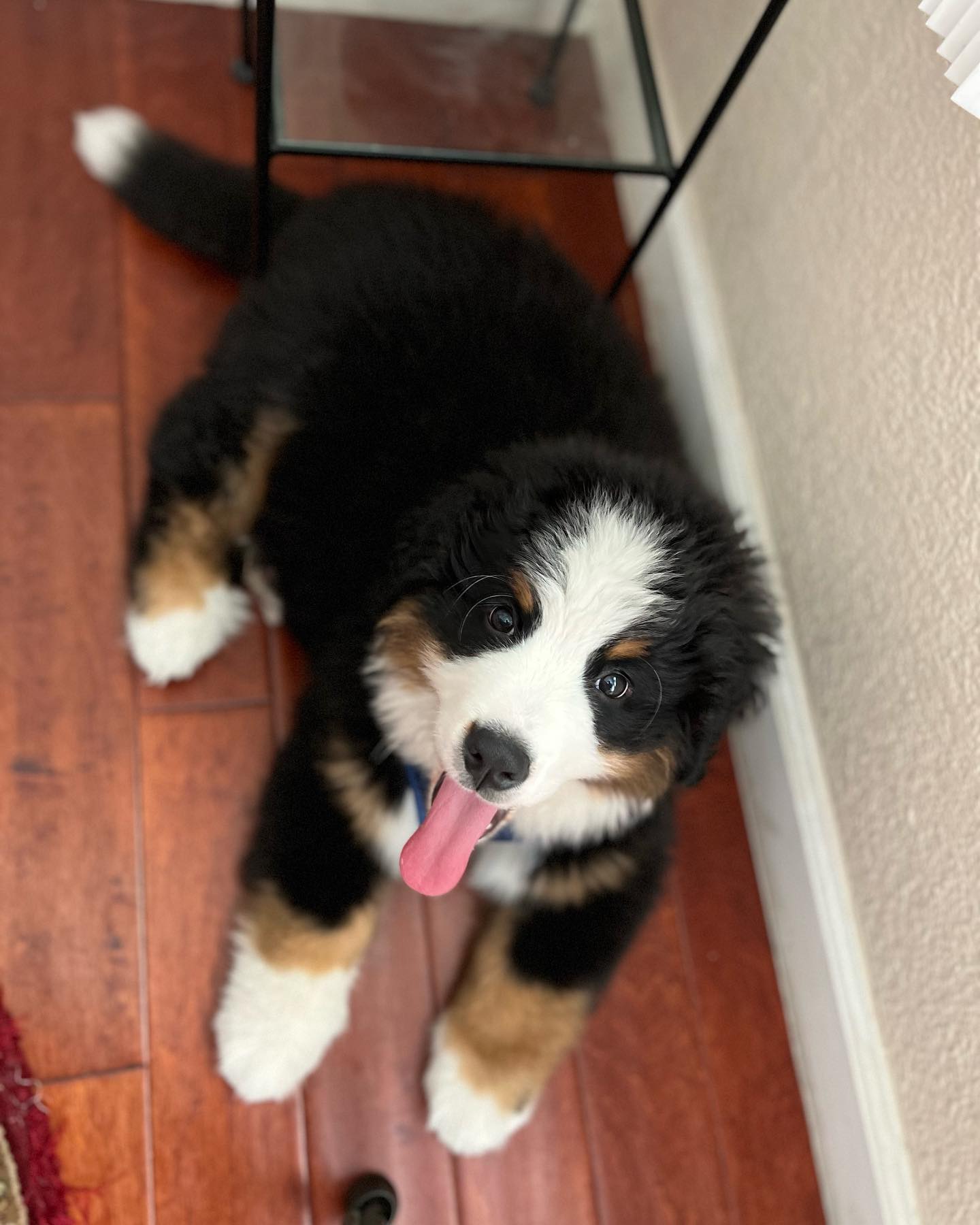 Berner Sennenhund