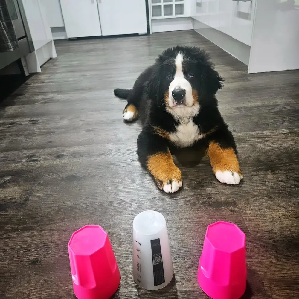 Berner Sennenhund