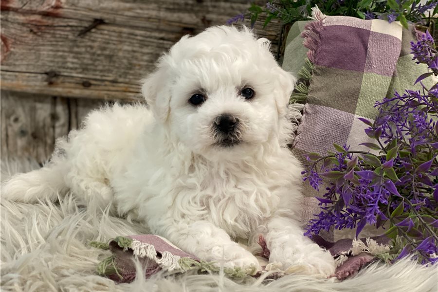 Bichon Frisé