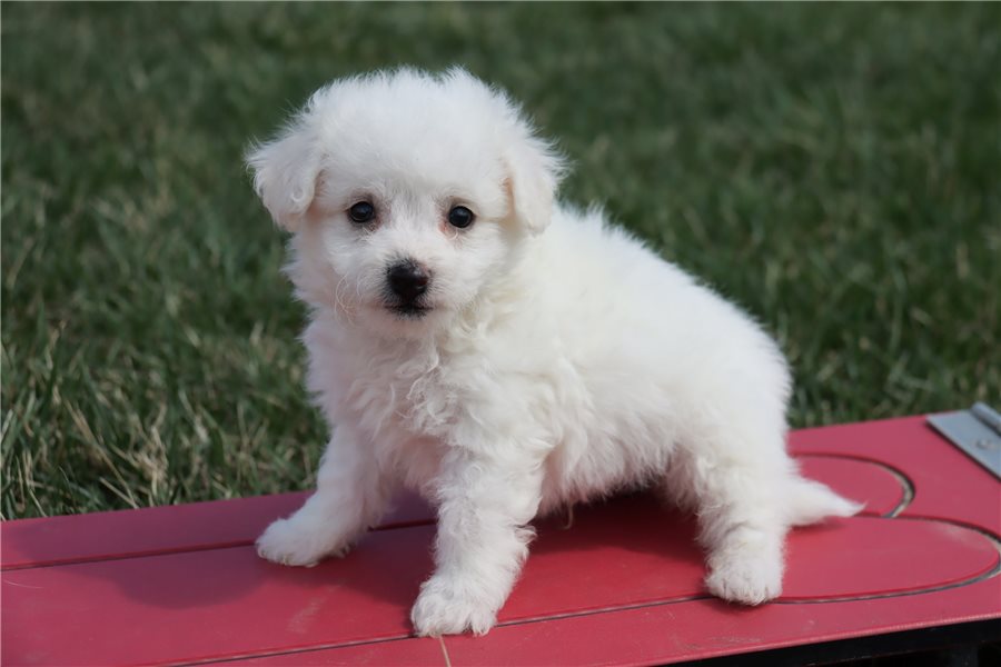 Bichon Frise D A Ac E Ec B Cfb A De