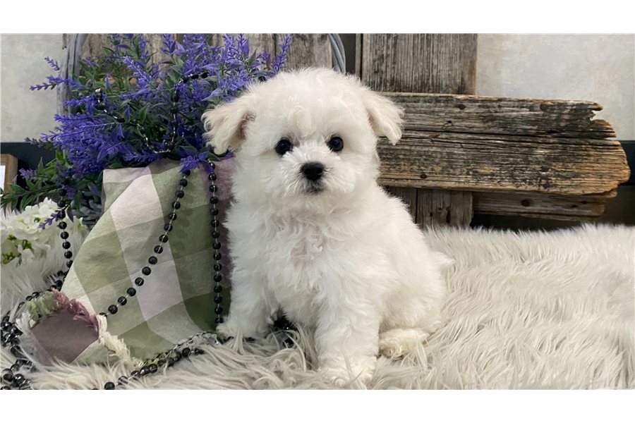 Bichon Frise D Ac F Ad C A B C C E