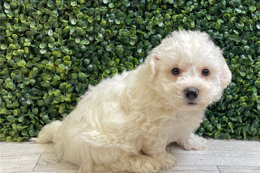 Bichon Frise E Fec D C B Ca Fb