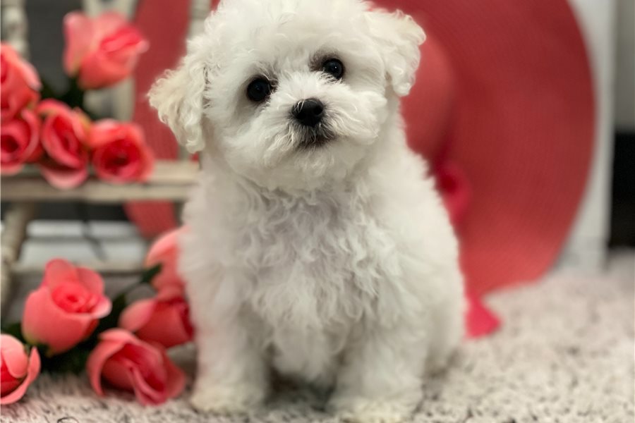 Maggie