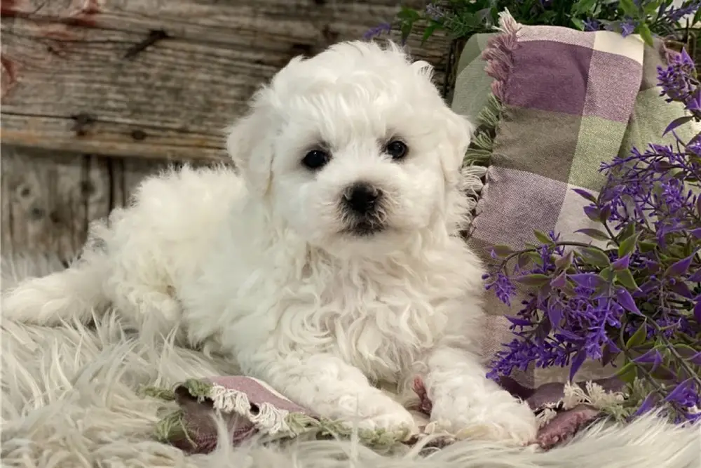 Bichon Frisé
