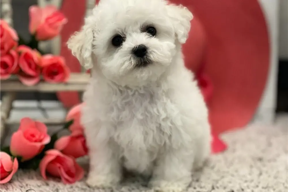 Maggie