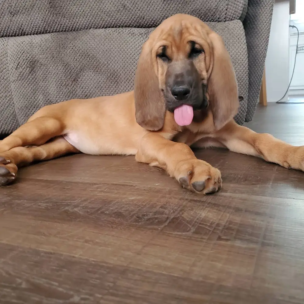 Ellie