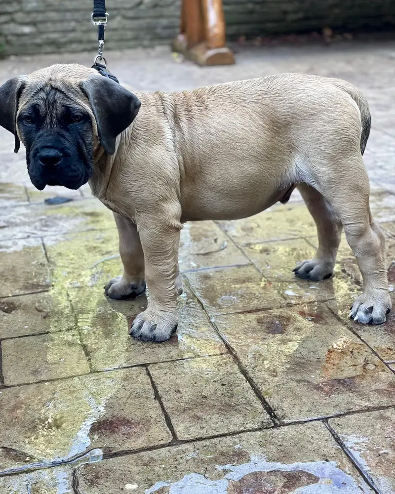 Boerboel